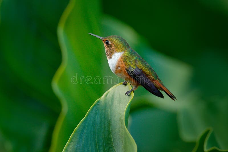 Volcano Hummingbird, Selasphorus-flammula, wijfje van kleine vogel op de groene bladeren, dier in de aardhabitat, bergkeerkring stock afbeeldingen Volcano Hummingbird, Selasphorus-flammula, wijfje van kleine vogel op de groene bladeren, dier in de aardhabitat, bergkeerkring stock afbeeldingen