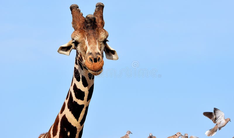 Voler accrochant d'oreilles et de colombes photo stock Voler accrochant d'oreilles et de colombes photo stock