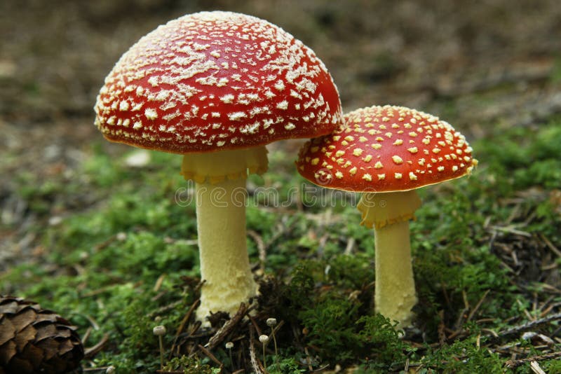 Voler-agaric (muscaria d'amanite) dans le pin photos stock