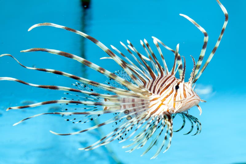 Volitan Lionfish Displaying