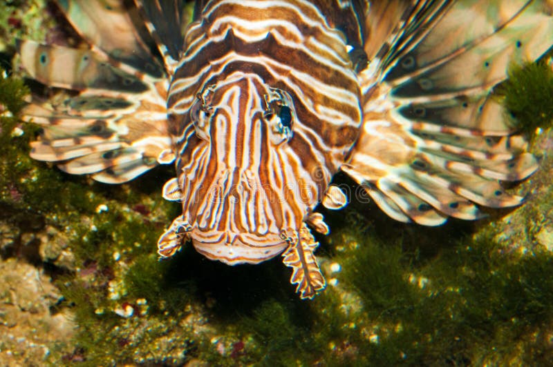 Volitan Lionfish Portrait in Aquarium