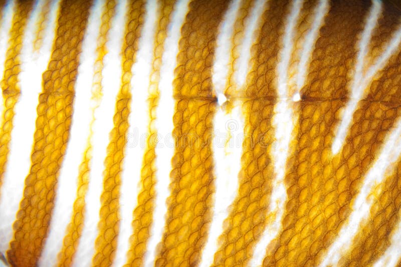 Volitan Lionfish Skin Pattern