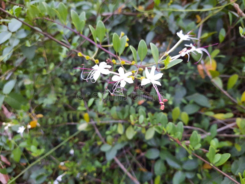 Volkameria inermis &#x28;Glory Bower, Wild Jasmine or Sorcerers Bush&#x29; flowers on plant in the wild. Volkameria inermis &#x28;Glory Bower, Wild Jasmine or Sorcerers Bush&#x29; flowers on plant in the wild.