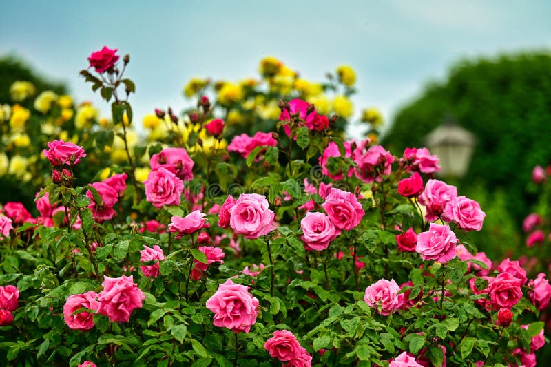 Volksgarten roses garden in Vienna, springtime royalty free stock images