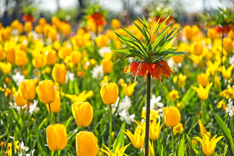 Volledig frame van rode witte oranje paarse tulpen narcissen Fritillaria bellevalia in volle bloei in de ochtendzon in een nederl royalty-vrije stock afbeeldingen Volledig frame van rode witte oranje paarse tulpen narcissen Fritillaria bellevalia in volle bloei in de ochtendzon in een nederl royalty-vrije stock afbeeldingen