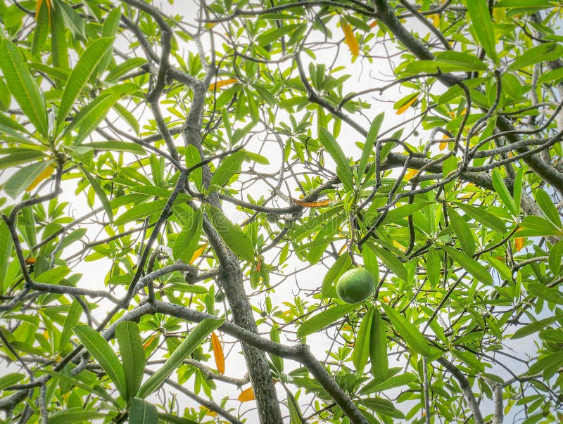 Voller Rahmen-Hintergrund der niedrigen Winkelsicht der grünen Frucht auf dem Baum lizenzfreies stockfoto Voller Rahmen-Hintergrund der niedrigen Winkelsicht der grünen Frucht auf dem Baum lizenzfreies stockfoto