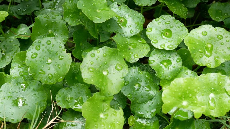 Volles HD grünes Blatt mit Tropfen des Regenwassers mit grünem Hintergrund grüne Natur für Frischehintergrund