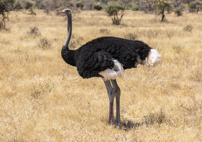 Volles Körperporträt des männlichen somalischen Straußes, Struthio Camelus molybdophanes, im hohen Gras der Nord-Kenia-Savanne mi lizenzfreie stockfotografie