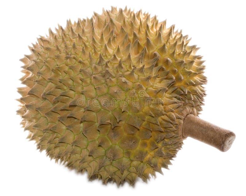 An exotic whole Durian fruit on an isolated white background. An exotic whole Durian fruit on an isolated white background.