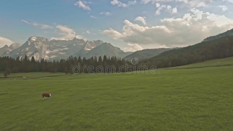 Volo aereo del fuco sopra il prato verde con il pascolo delle mucche nelle alpi delle dolomia