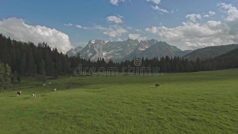 Volo aereo del fuco sopra il prato verde con il pascolo delle mucche nelle alpi delle dolomia