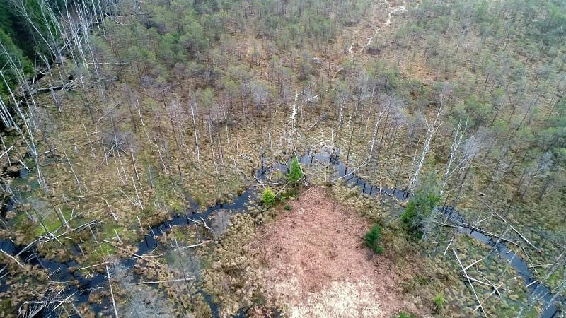 Volo aereo del fuco sopra la palude e la foresta