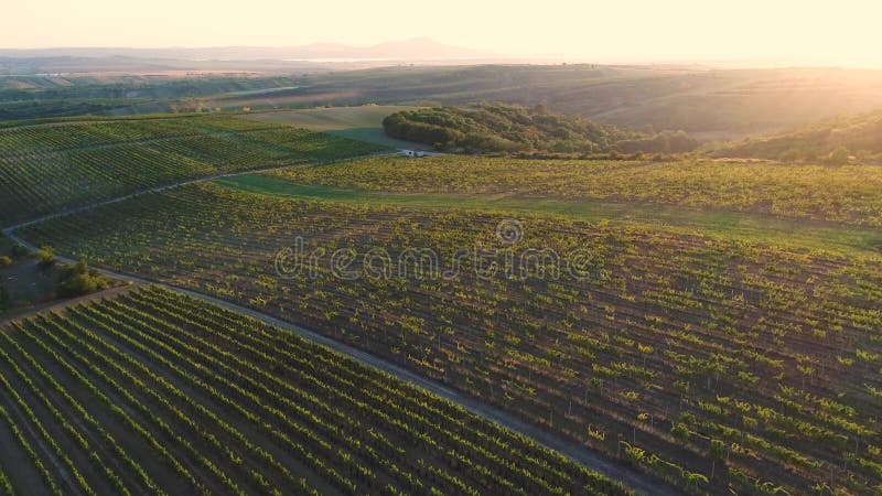 Volo aereo sopra le vigne al tramonto, fino ad orizzonte