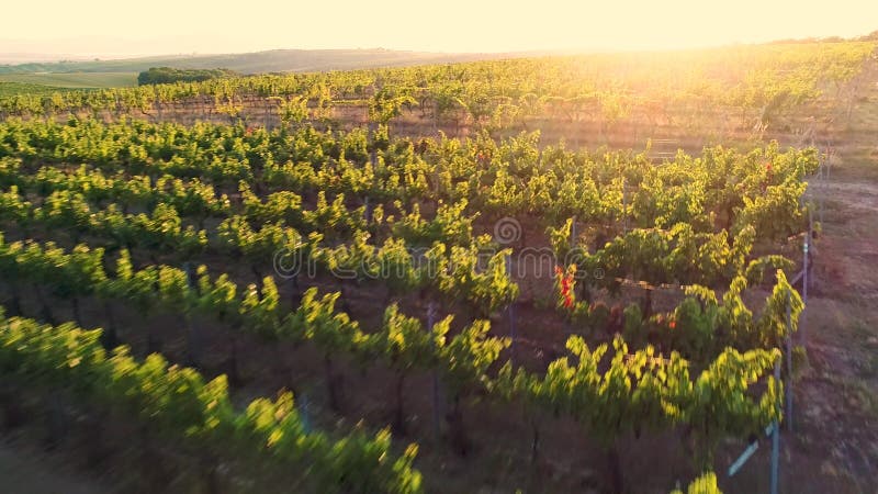 Volo aereo sopra le vigne al tramonto, volante rapidamente