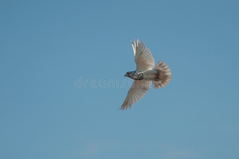 Volo bianco del piccione ed il cielo blu immagine stock libera da diritti Volo bianco del piccione ed il cielo blu immagine stock libera da diritti
