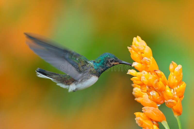 Volo blu e bianco del mellivora dal collo bianco di Florisuga, di Jacobin, piccolo dell'uccello del colibrì accanto al bello fior