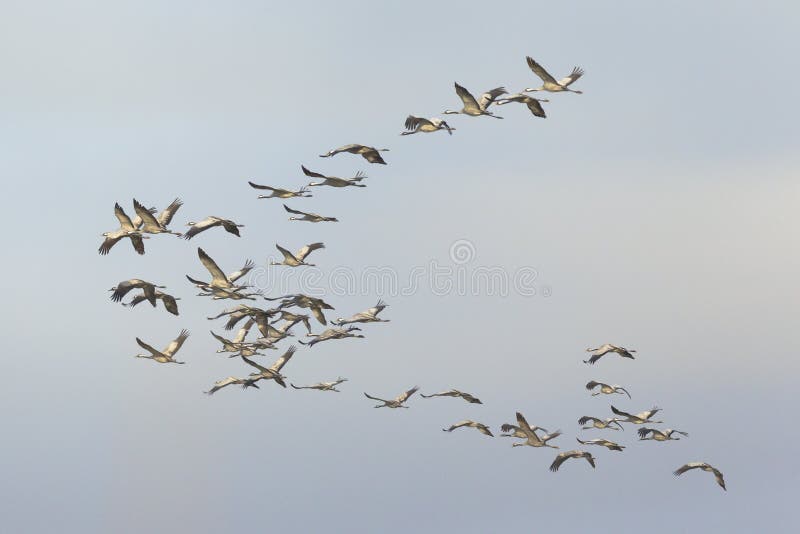 Common Cranes Grus grus flock flying, Extremadura, Spain. Common Cranes Grus grus flock flying, Extremadura, Spain