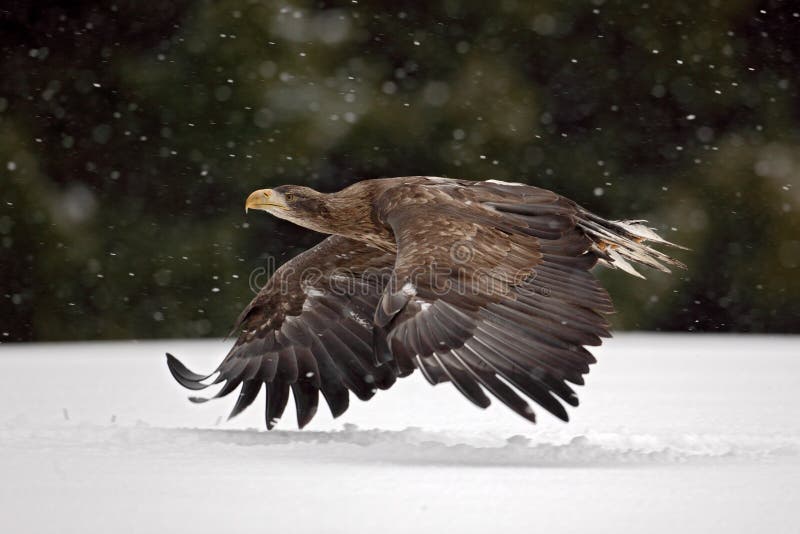 Volo dalla coda bianca di Eagle della rapace nella tempesta della neve con il fiocco della neve durante l'inverno immagine stock Volo dalla coda bianca di Eagle della rapace nella tempesta della neve con il fiocco della neve durante l'inverno immagine stock
