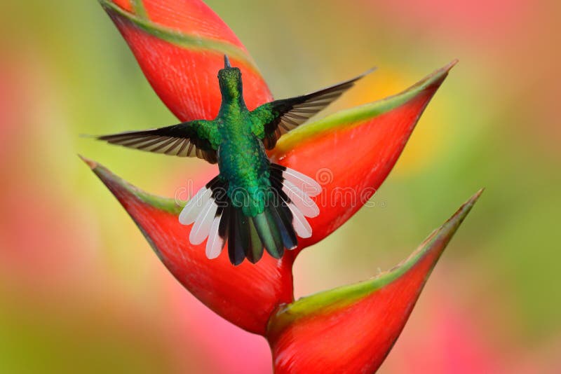 Volo dalla coda bianca di Sabrewing del colibrì accanto al bello fiore di rosso di strelizia