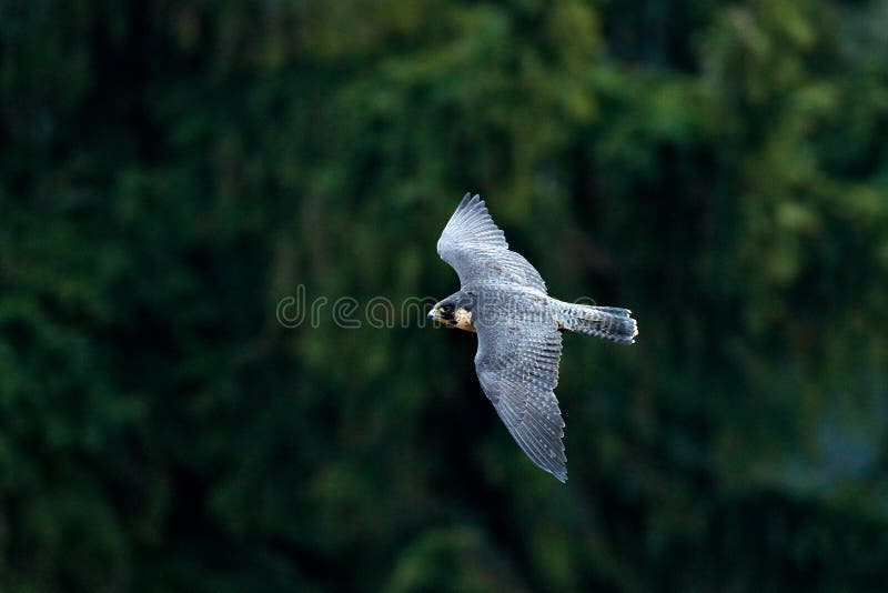 Volo del falco di Peregrine Uccello di preda con ali aperte Cielo bianco sullo sfondo Scena d'azione nell'habitat naturale fotografie stock