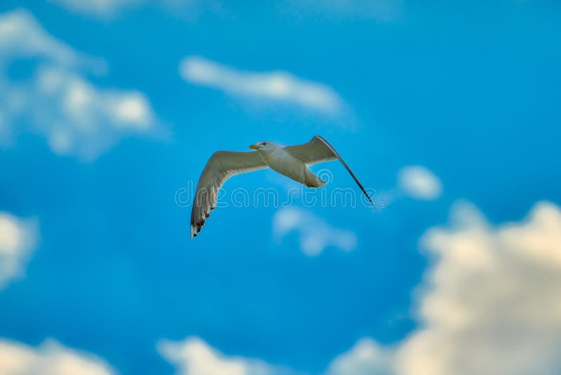 Volo del gabbiano in cielo blu Gabbiano in nuvole del cielo blu Volo del gabbiano in cielo fotografia stock Volo del gabbiano in cielo blu Gabbiano in nuvole del cielo blu Volo del gabbiano in cielo fotografia stock