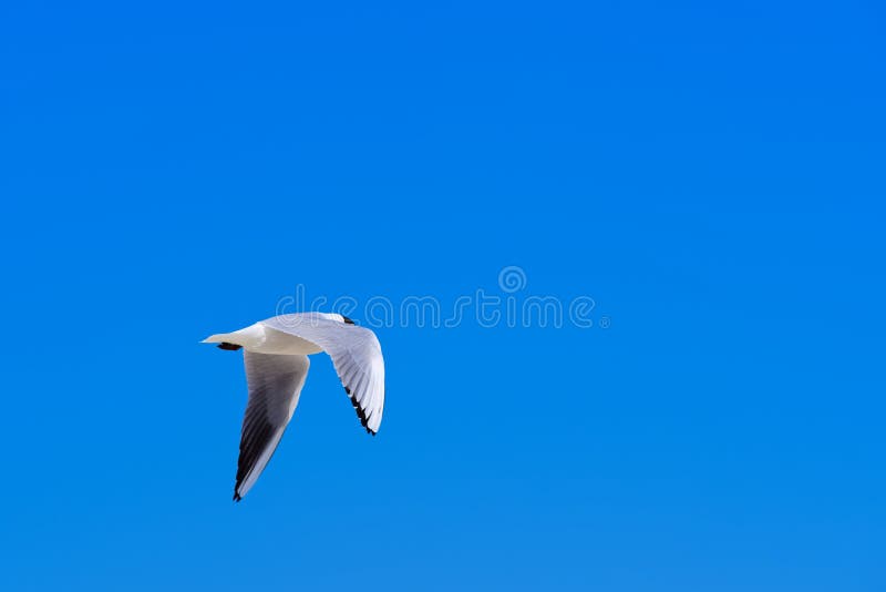 Volo del gabbiano nel cielo blu fotografie stock libere da diritti Volo del gabbiano nel cielo blu fotografie stock libere da diritti