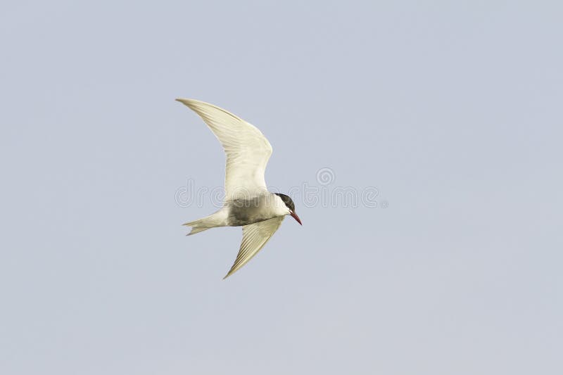 Volo del mignattino piombato (hybridus di Chlidonias) fotografia stock libera da diritti