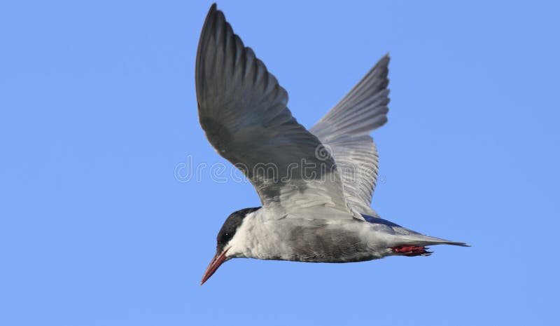Volo del mignattino piombato in volo… sopra il lago di chilika, l'Orissa immagine stock