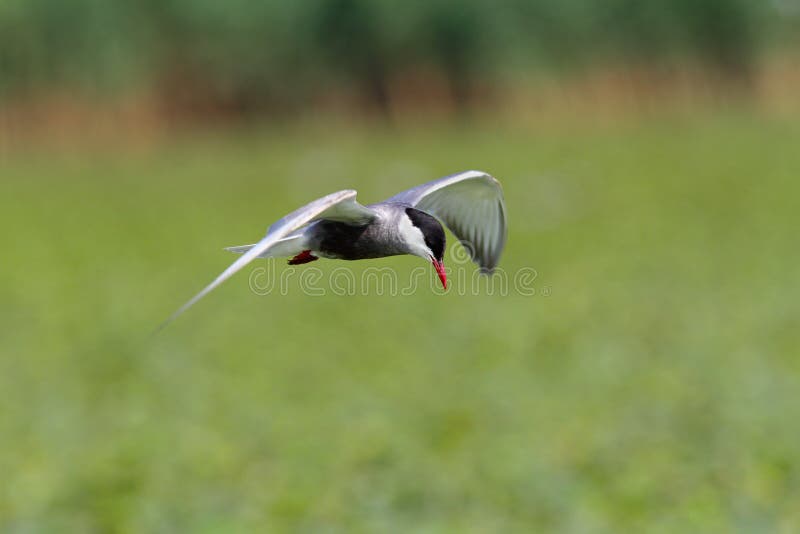 Volo del mignattino piombato in volo… sopra il lago di chilika, l'Orissa fotografie stock libere da diritti