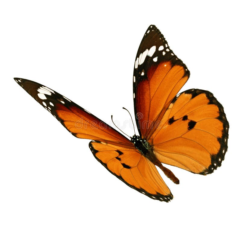 Volo della farfalla di monarca