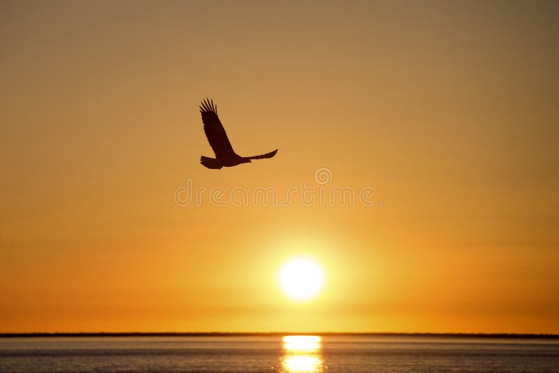 Volo di Eagle calvo al tramonto, Homer Alaska