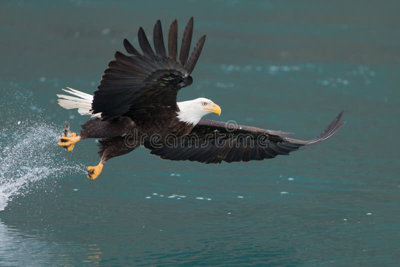 Volo di Eagle calvo, Homer Alaska