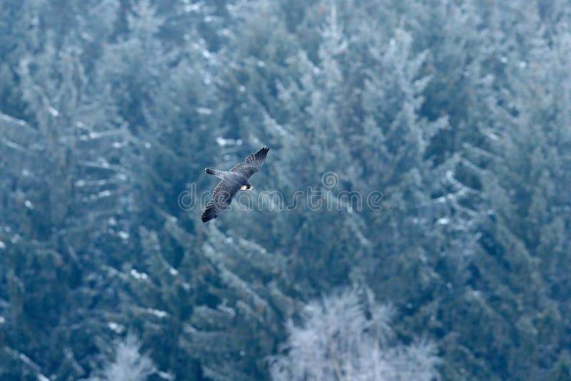 Volo di Peregrine Falcon Rapace con le ali aperte Foresta con neve nei precedenti Scena di inverno di azione nella natura ha fotografie stock