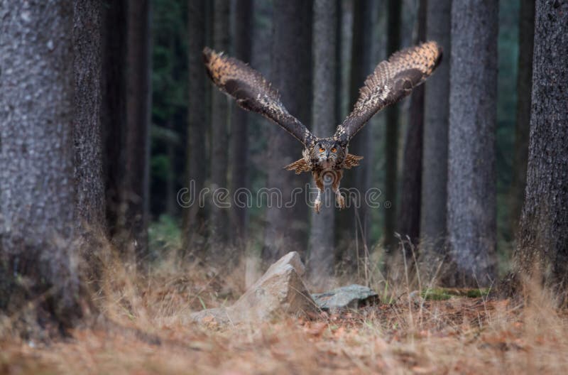 Volo nella foresta, primo piano, w di Eagle Owl Bubo Bubo del eurasian immagine stock libera da diritti Volo nella foresta, primo piano, w di Eagle Owl Bubo Bubo del eurasian immagine stock libera da diritti