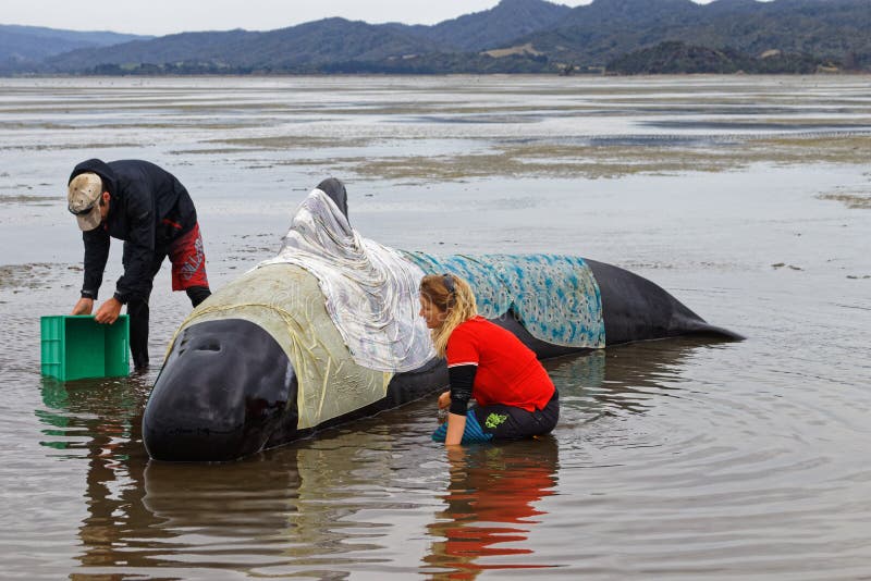 Stranded pilot whale beached on Farewell Spit at the northern tip of New Zealand`s South Island, being cared for by volunteers. Stranded pilot whale beached on Farewell Spit at the northern tip of New Zealand`s South Island, being cared for by volunteers