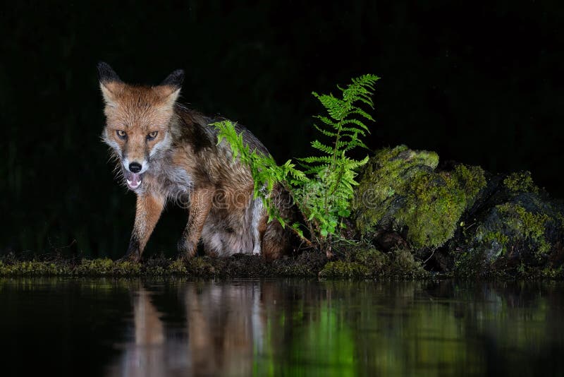 Volpe notturna. Pozza d'acqua per pavimenti forestali e volpe