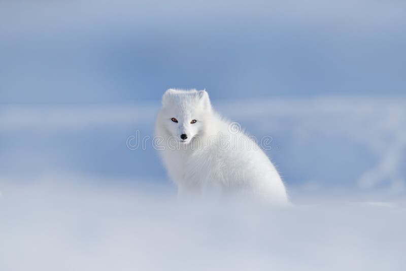Volpe polare in habitat, paesaggio di inverno, le Svalbard, Norvegia Bello animale in neve Volpe bianca di seduta Scena di azione immagini stock libere da diritti