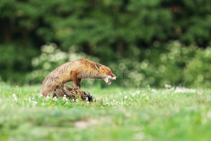 Volpe rossa che quarding la preda sul prato - vulpes di vulpes immagine stock Volpe rossa che quarding la preda sul prato - vulpes di vulpes immagine stock