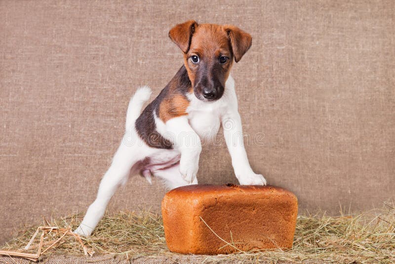 Volpe Terrier cucciolo che annusa pane di segale fotografia stock libera da diritti Volpe Terrier cucciolo che annusa pane di segale fotografia stock libera da diritti