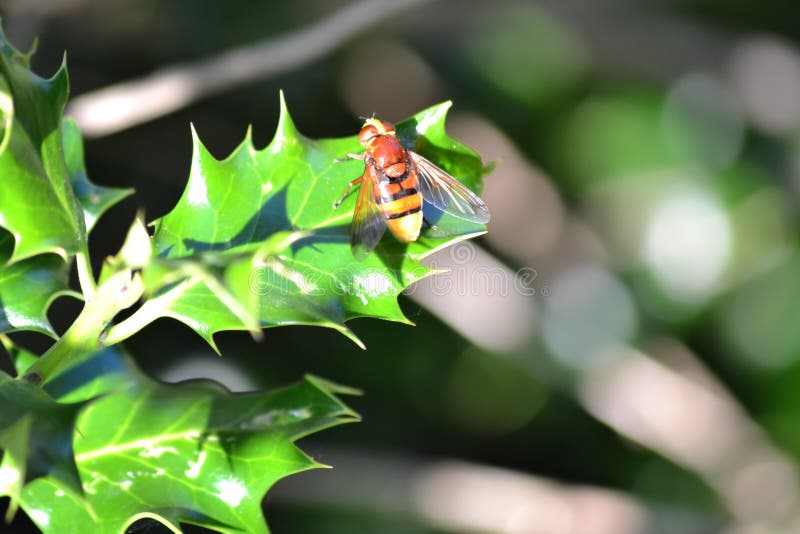 Volucella zonaria - hoverfly大黄蜂仿造物 免版税库存照片 Volucella zonaria - hoverfly大黄蜂仿造物 免版税库存照片