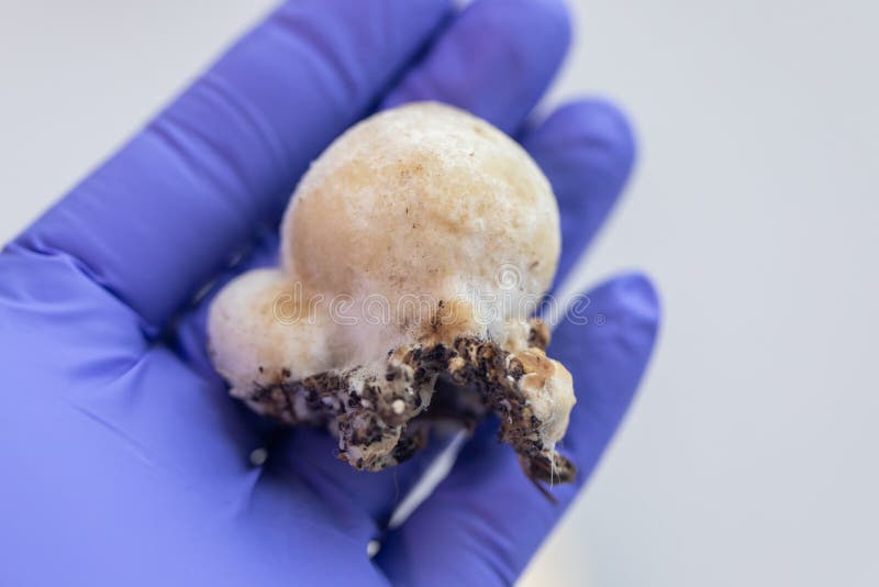 Volvariella volvacea also known as paddy straw mushroom or straw mushroom royalty free stock photo