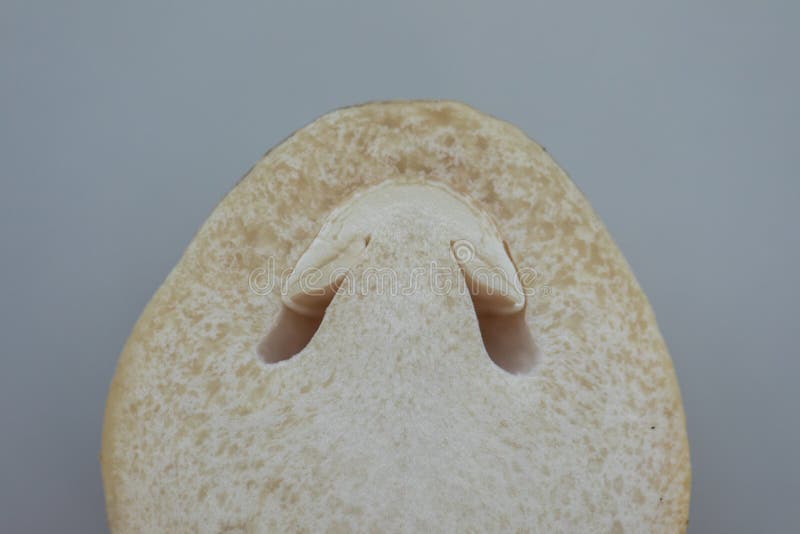 Volvariella volvacea also known as paddy straw mushroom or straw mushroom stock photography