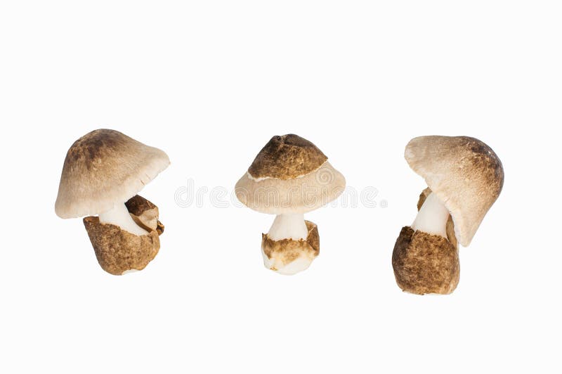 Volvariella volvacea, Straw Mushroom on white background, clipping path included royalty free stock photo
