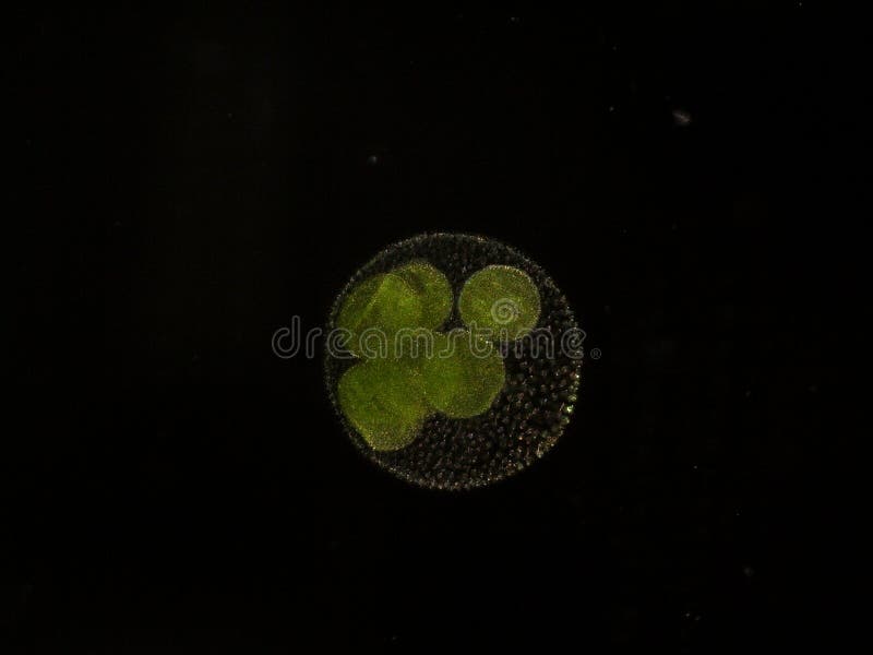 Volvox algae under microscope - 100x