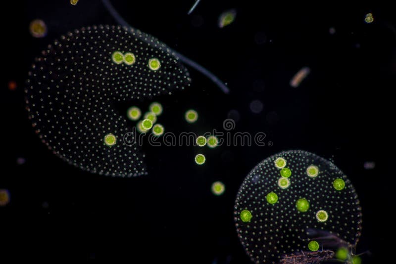 Volvox in Drop of Water Under the Microscope. Stock Image Image of asexual, grand 212543925