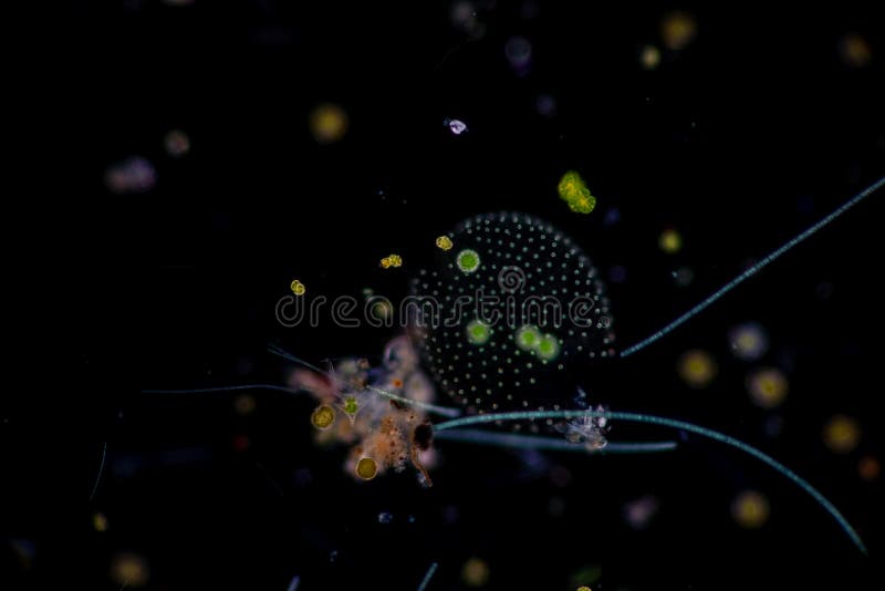 Volvox in Drop of Water Under the Microscope. Stock Photo Image of classroom, charophyte