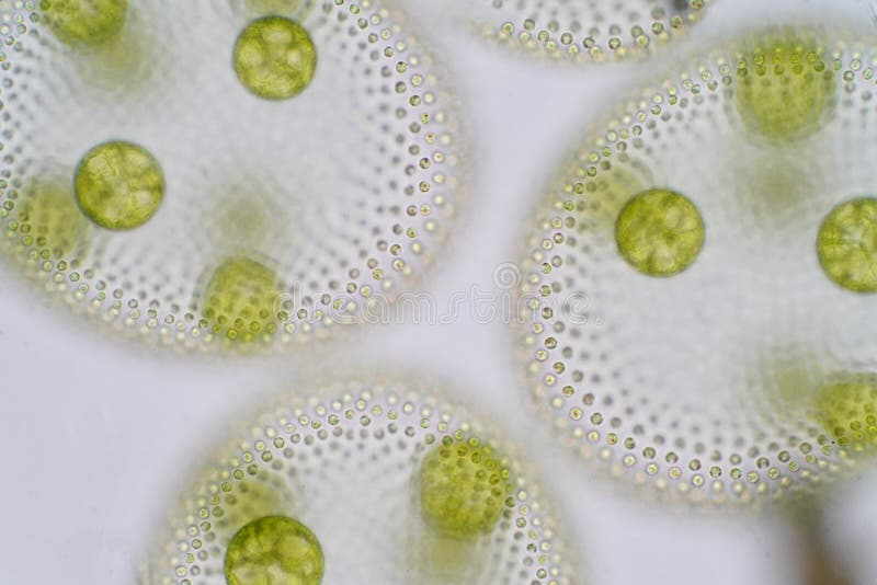 Volvox is a polyphyletic genus of chlorophyte green algae or phytoplankton. royalty free stock photos