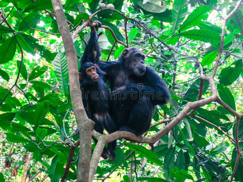 Volwassen chimpansee met haar baby in een boom bij het Nationale het Parkbos van Gombe