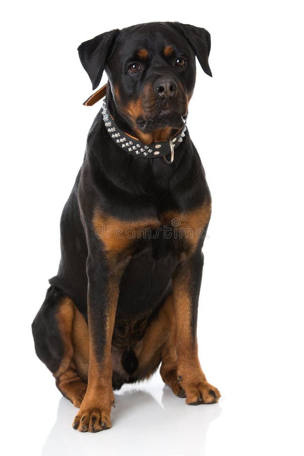Volwassen die rottweilerhond op wit wordt geïsoleerd stock fotografie Volwassen die rottweilerhond op wit wordt geïsoleerd stock fotografie