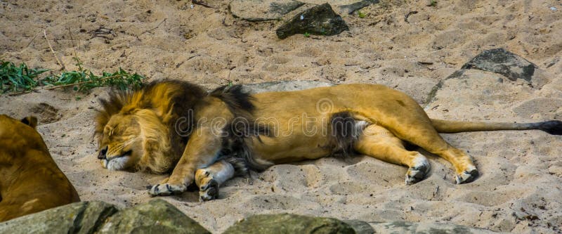 Volwassen mannelijke leeuwslaap in het zand, tropische wilde kat van Afrika royalty-vrije stock afbeelding Volwassen mannelijke leeuwslaap in het zand, tropische wilde kat van Afrika royalty-vrije stock afbeelding